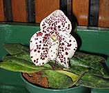 Paph bellatulum from Paph Forum 2004