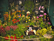 Maryland Orchid Society Show 2003