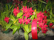 Maryland Orchid Society Show 2003